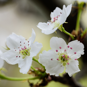 成人毛片直播污
